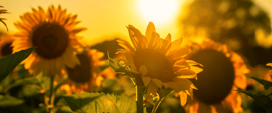 sunflower jewelry